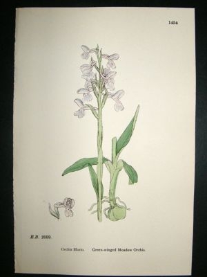 Botanical Print 1899 Green-Winged Meadow Orchis Orchid,