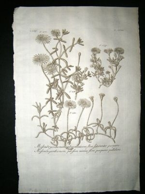 Dillenius 1774 Folio Botanical Print. Mesembryanthemum 214