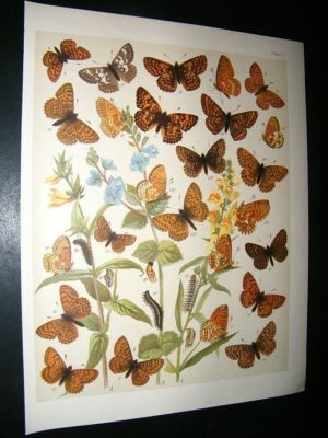 Kirby 1907 Nymphalidae Butterflies 7. Antique Print