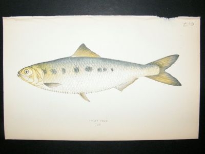 Fish Print: 1869 Twait Shad, Couch