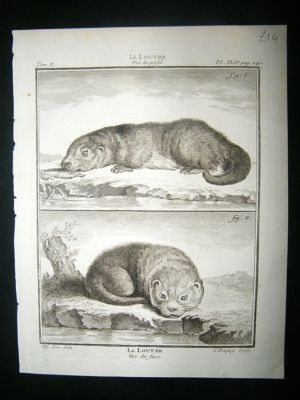 Buffon C1770 Otter, Antique Print.
