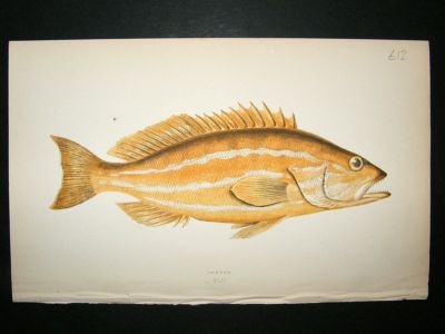 Fish Print: 1869 Comber, Couch