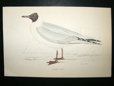 Bird Print: 1867 Masked Gull, Morris, hand coloured