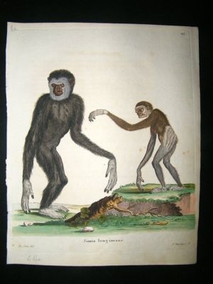 Schrebur: C1780 Hand Col Print, Gibbon Monkeys.