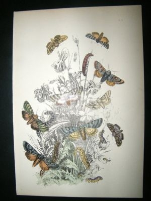 Moth Print: 1860 Plate 21, Humphreys, Hand Col