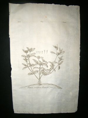Dillenius 1774 Folio Botanical Print. Bidens Nodiflora