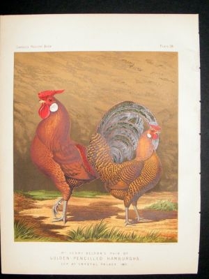 Bird Poultry Print: 1874 Gold Pencilled Hamburghs