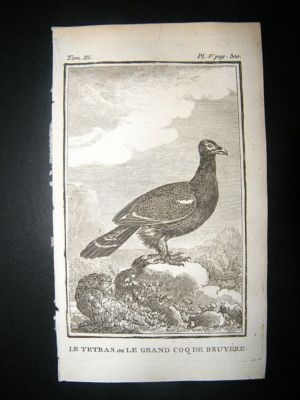 Bird Print: 1772 Grouse, Buffon Engraving