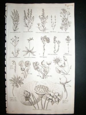 Hill: 1758 Water Lily etc, Folio Botanical
