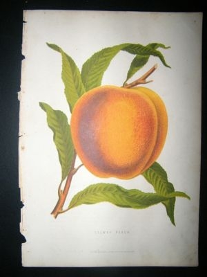 Botanical Print: 1874 Salway Peach, Fruit