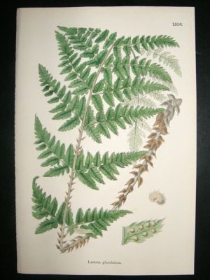 Botanical Print 1899 Lastrea Glandulosa Fern, Sowerby H