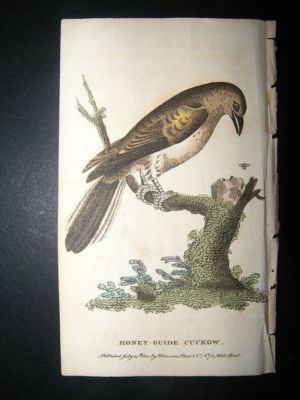 Bird Print: 1800 Honey Guide Cuckoo, Hand Col