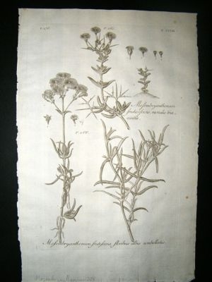 Dillenius 1774 Folio Botanical Print. Mesembryanthemum 208
