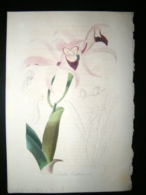 Herincq C1860 Hand Col Botanical Print. Laelia Cattleya Orchid