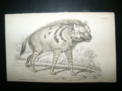 Jardine: C1840 Hyena of Albara, Hand Col Print