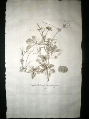 Dillenius 1774 Folio Botanical Print. Luffa Vines 165