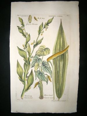 Hill:C1760 Folio Botanical Serpent-Weed, Hand Col.