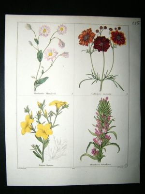 Maund C1830 Rodanthe, Arkansa, Calliopsis, Yellow Flax, Cenothera 135. Hand Col