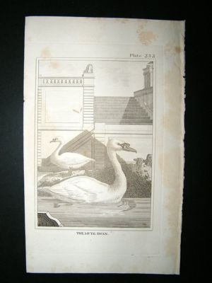 Bird Print: 1812 Mute Swan, Buffon