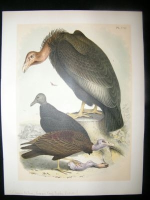 Studer 1881 Folio Bird Print. California Vulture, Carrion Crow, Turkey Buzzard