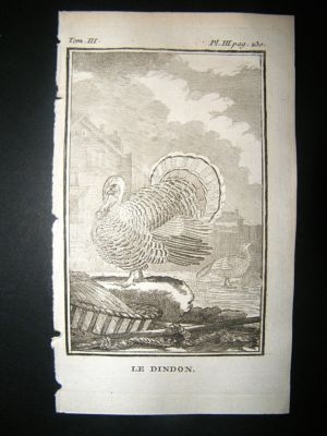 Bird Print: 1772 Turkey, Buffon, Poultry