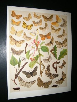 Kirby 1907 Ennomidae, Looper Moths 47. Antique Print