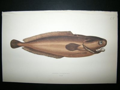 Fish Print: 1869 Lesser Forkbeard, Couch