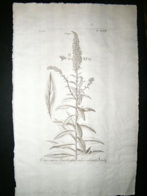 Dillenius 1774 Folio Botanical Print. Virgaurea 304