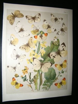 Kirby 1907 Pieridae Butterflies 4. Antique Print