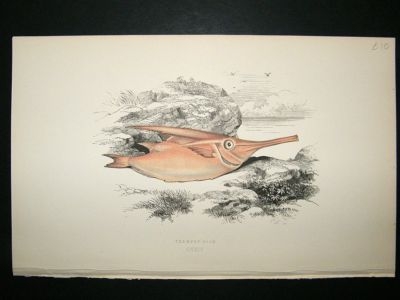 Fish Print: 1869 Trumpet Fish, Couch
