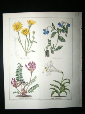 Maund C1830 Villous Diplocomo, Sollya, Milk Vetch, Long Flowered Lily 133. Hand