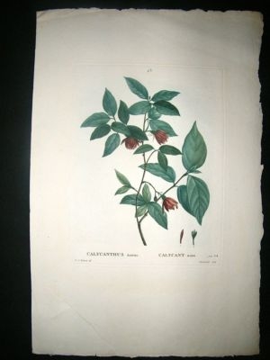 Redoute: 1801 Folio Botanical Print. Calycanthus