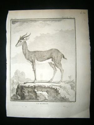 Buffon: C1770 Gazelle, Antique Print