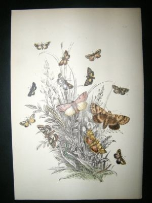 Moth Print: 1860 Plate 29, Humphreys, Hand Col