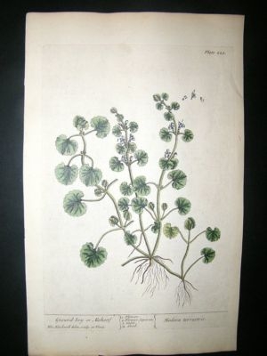 Blackwell:1737 Botanical Ground Ivy. Hand Coloured.