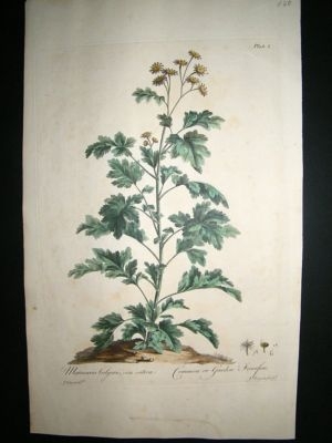 John Edwards: 1770 folio h/col' botanical. Feverfew.
