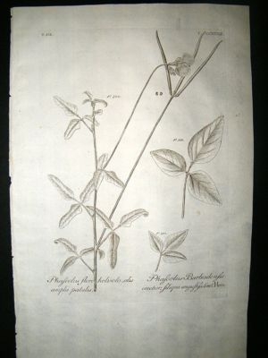 Dillenius 1774 Folio Botanical Print. Phaseolus Bean 233