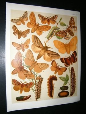 Kirby 1907 Lasiocampidae Endromidae, Eggars, Kentish Moths 29. Antique Print