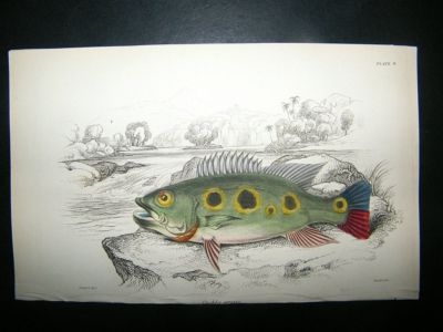 Jardine: C1840 Cychla Argus Fish, Hand Col