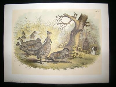 Studer 1881 Folio Bird Print. Pinnated Grouse, Prarie Hen