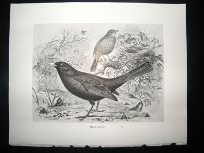 Bird Print: 1898 Blackbird, Frohawk
