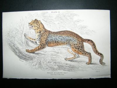 Jardine: 1835 Felis Diardii, Big Cat, Hand Col Print