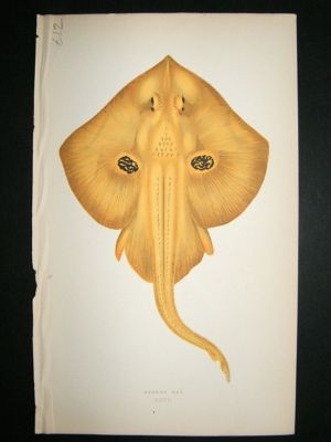 Fish Print: 1869 Cuckoo Ray, Couch