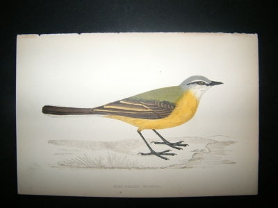 Bird Print: 1867 Grey Headed Wagtail, Morris Hand Col