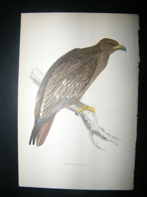 Bird Print: 1867 Spotted Eagle, Morris Hand Col