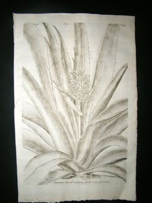 Dillenius 1774 Folio Botanical Print. Ananas Pineapple
