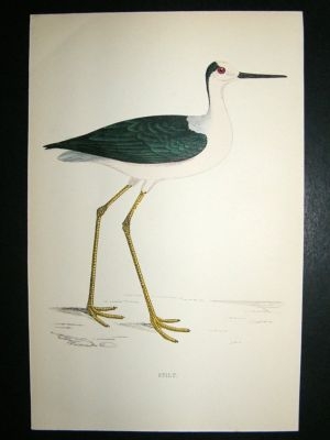 Bird Print: 1867 Stilt, Morris, hand coloured