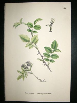 Botanical Print 1899  Leathery-Leaved Briar Rose, Sower