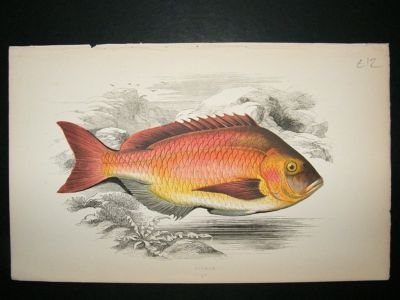 Fish Print: 1869 Becker, Couch