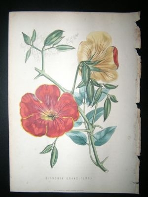 Botanical Print: 1874 Bignonia Grandiflora